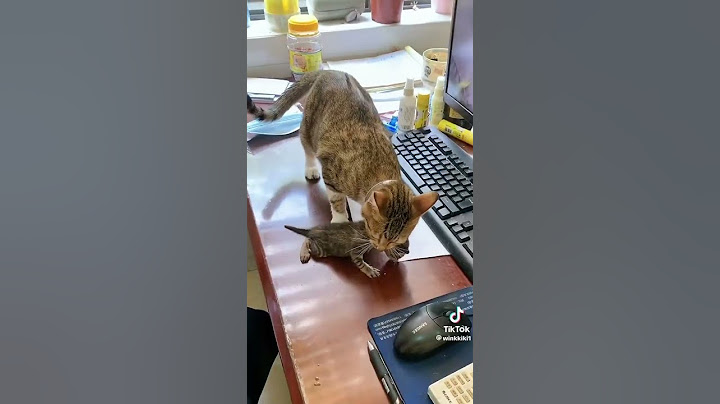 Mamma gatta protegge il suo micio e lo porta al sicuro