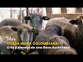 Oveja Mora Colombiana: Cría y Manejo de una Raza Autóctona  - TvAgro por Juan Gonzalo Angel