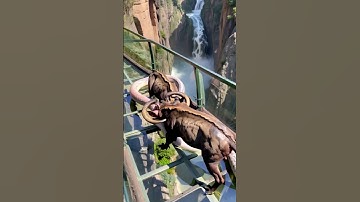 The buffalo failed to save his friend because of the python  #youtubeshorts #bigpython #animals