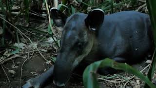 Brazilian Tapirs - Guardians of the Rainforest