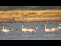 BIRDS OF GUJARAT - Birding in Little Rann of Kutch