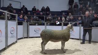 20240108140830 lot  96 A McClymont  Kirkstead  Blue Bell 3,500gns