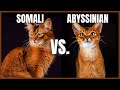 Somali Cat VS. Abyssinian Cat の動画、YouTube動画。