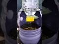 Turn a plastic bottle into a smart drip irrigation system  #gardeningtips