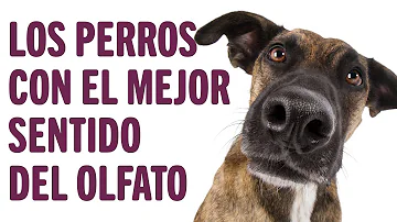 ¿Cuál es el mejor sentido del perro?