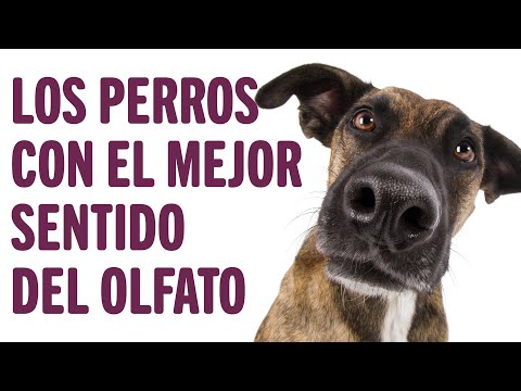 Video: 10 razas de perros con el mejor sentido del olfato