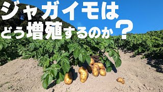 【図解】ジャガイモがたくさん入る植物生理を詳しく解説