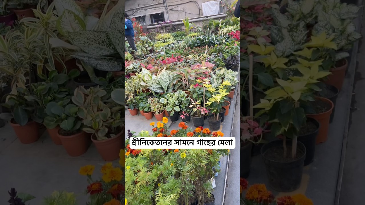 Huge Discount on Flower and Indoor Plants #plantforsale #flowerexhibition #sriniketan