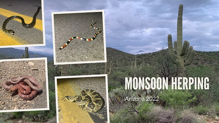13 snake species! Monsoon Herping in Arizona (2022)