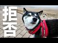 拒否柴発動？！元気に歩いていた柴犬が急に立ち止まった理由が予想外すぎた（№346）