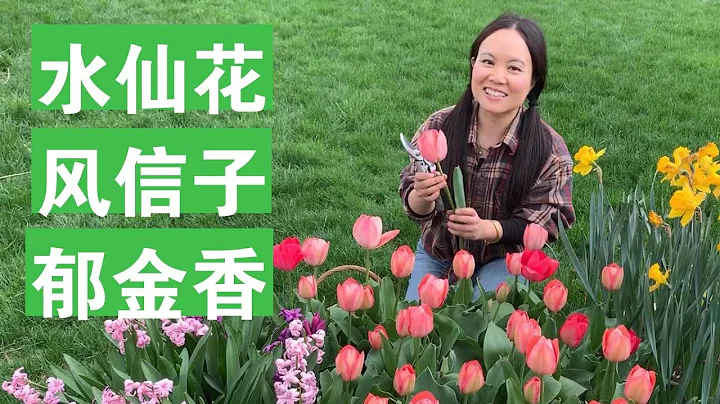 [ENG SUB] 水仙花風信子鬱金香，早春的花如何種 How To Grow And Harvest Daffodil, Hyacinth, Tulip - 天天要聞