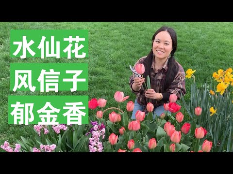 [ENG SUB] 水仙花风信子郁金香的一生How To Grow And Harvest Daffodil, Hyacinth, Tulip