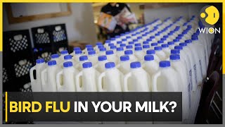 Bird Flu Outbreak: US Health agency warns against consumption of raw milk | World News | WION