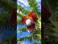 Fresh Banana Bunch 🍌 | So Satisfying to Watch #shorts #youtubeshorts
