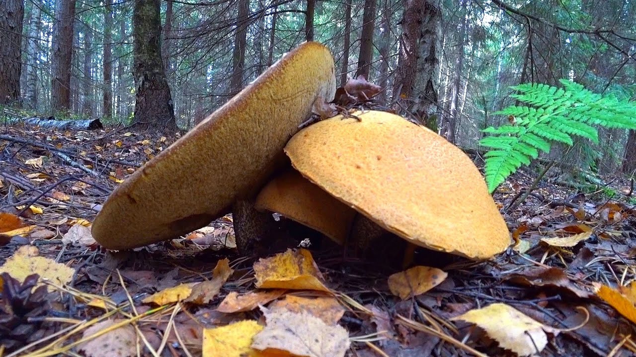 ПОДОСИНОВИКИ, ГОВОРУШКИ, КОЗЛЯКИ, МАСЛЯТА - грибы в конце сентября ...