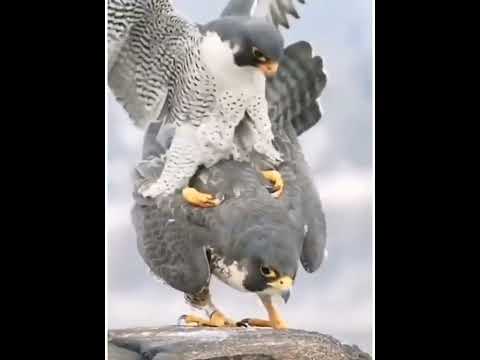 تزاوج الصقور 2022