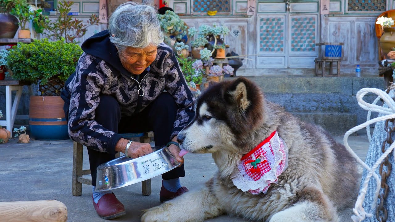 ⁣最疼大王的奶奶从市场买了肉回来让大王吃了一顿牛肉大餐 Grandma who loved Dawang the most bought meat and gave him a beef feast