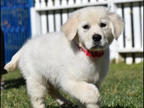 white golden retriever puppies