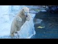 新年明けましておめでとうございます💗シロクマの母娘【天王寺動物園】