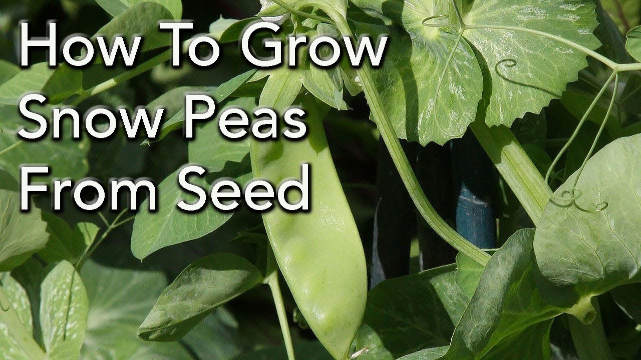 How To Plant and Grow Snow Peas From Seed YouTube