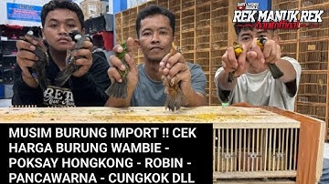 MUSIM BURUNG IMPORT !! CEK HARGA BURUNG WAMBIE - POKSAY HONGKONG - ROBIN - PANCAWARNA - CUNGKOK DLL
