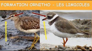 Formation Ornitho Limicoles - leçon 1 (2020)