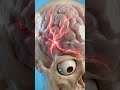 How does a painkiller find your pain in the body #humanbody #painkiller #health #sciencetok #aiar