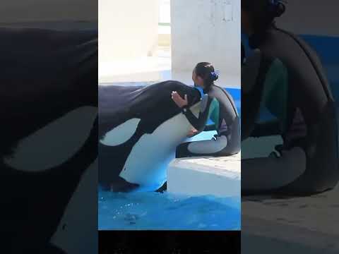 Косатка убийца. Последнее видео Джессики Редклиф #трагедия #ужас #shorts #тиликум #seaworld #косатка