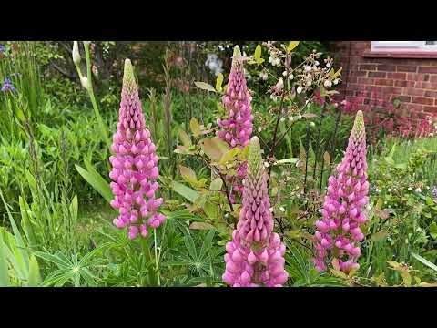 Vlog 132-Как создаётся Английский Cottage garden -самый романтический стиль садов