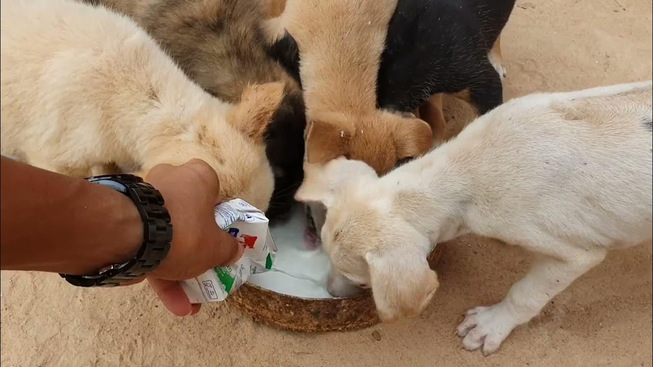 How to give Milk for Dogs YouTube