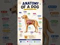 What’s Inside a Dog? 🐶 Complete Anatomy Explained #viral #trending #shortvideo #learnenglish