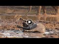 Massive Buffalo Cant Resist a Good Mud Wallow