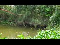 Hook Fishing.  Fishing Girl hits big Tilapia with traditional hook