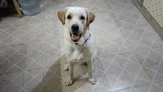 Labrador Dog (Dollar) Showing his intelligence