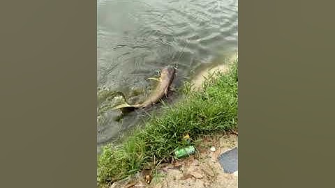 hồ câu cá 2 Quyền dĩ an bình dương