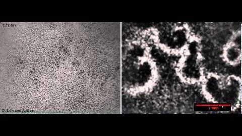 Starved Dicty Aggregation - Video from Prof Carl Franck