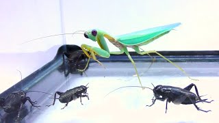 Put a mantis in a large amount of crickets