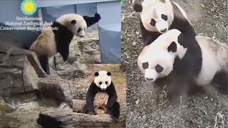 2023-01-16 Xiao Qi Ji Explores Yard 4, Vocalizes &amp; Rumbles with Momma!