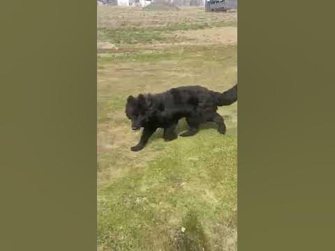 шерстяная собака , немецкая, ) - YouTube