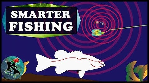 The LATERAL LINE of a Fish (Explained for Fishers) | Koaw Nature