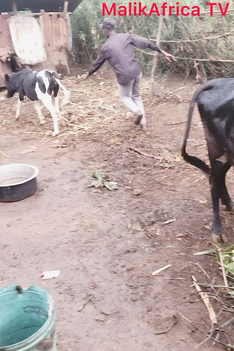 Inka ndayikunda 🐄 #inka   # cow