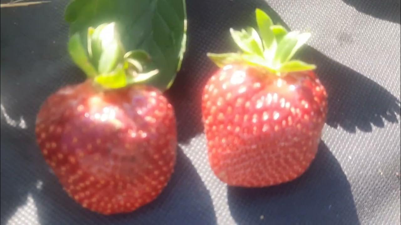 НСД сорт Флорида Бьюти,но очень вкусный - YouTube