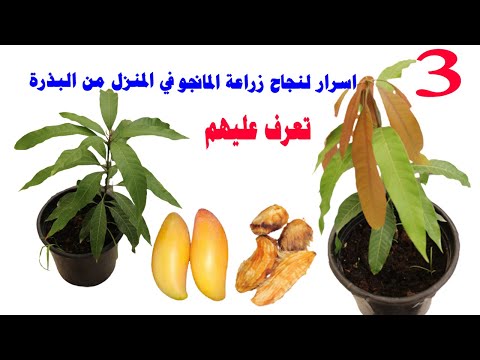 زراعة المانجو اسهل طريقة لزراعة المانجو من البذرة في المنزل