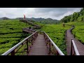 Melihat Keasrian Kebun Teh Gunung Gambir, Jember 2023 - Jawa Timur (Baca deskripsi video)