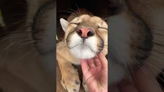 Cougar Purring! So Cute!