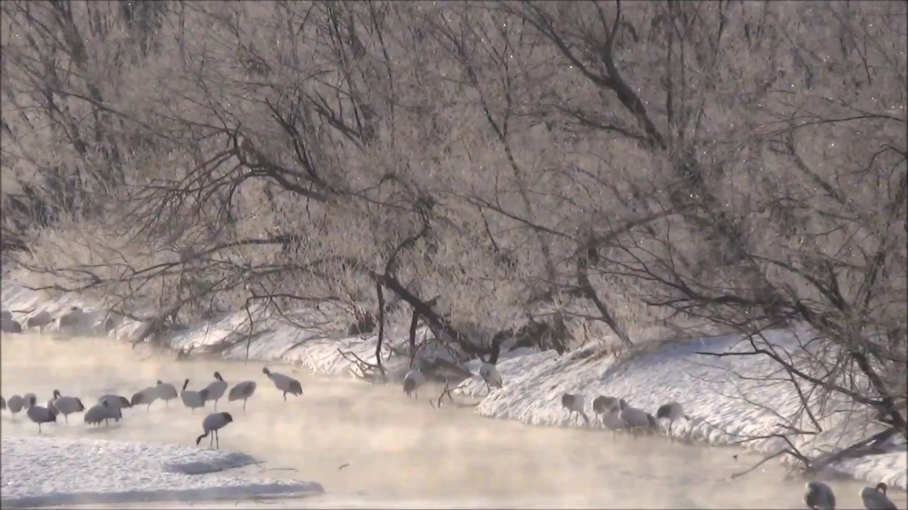 Redcrowned cranes in the morning mist in Hokkaido YouTube