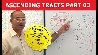 Spinothalamic Tract | Ascending Tracts | Part 3/4