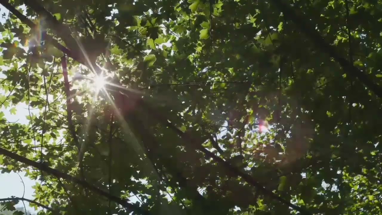 Watch Wind sounds with birds singing and leaves rusting | Copyright Free Nature Sounds on YouTube Watch Wind sounds with birds singing and leaves rusting | Copyright Free Nature Sounds on YouTube
