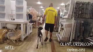 5 Month Old German ShortHaired Pointer &quot;Atlas&quot; |Central Florida Dog Trainers| Orlando Dog Trainers