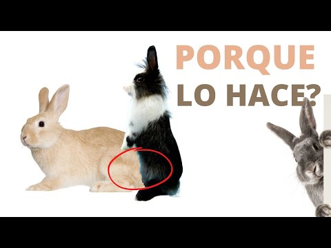 Porque mis CONEJOS Se Montan Entre Ellos Aun Siendo Del Mismo Sexo?
